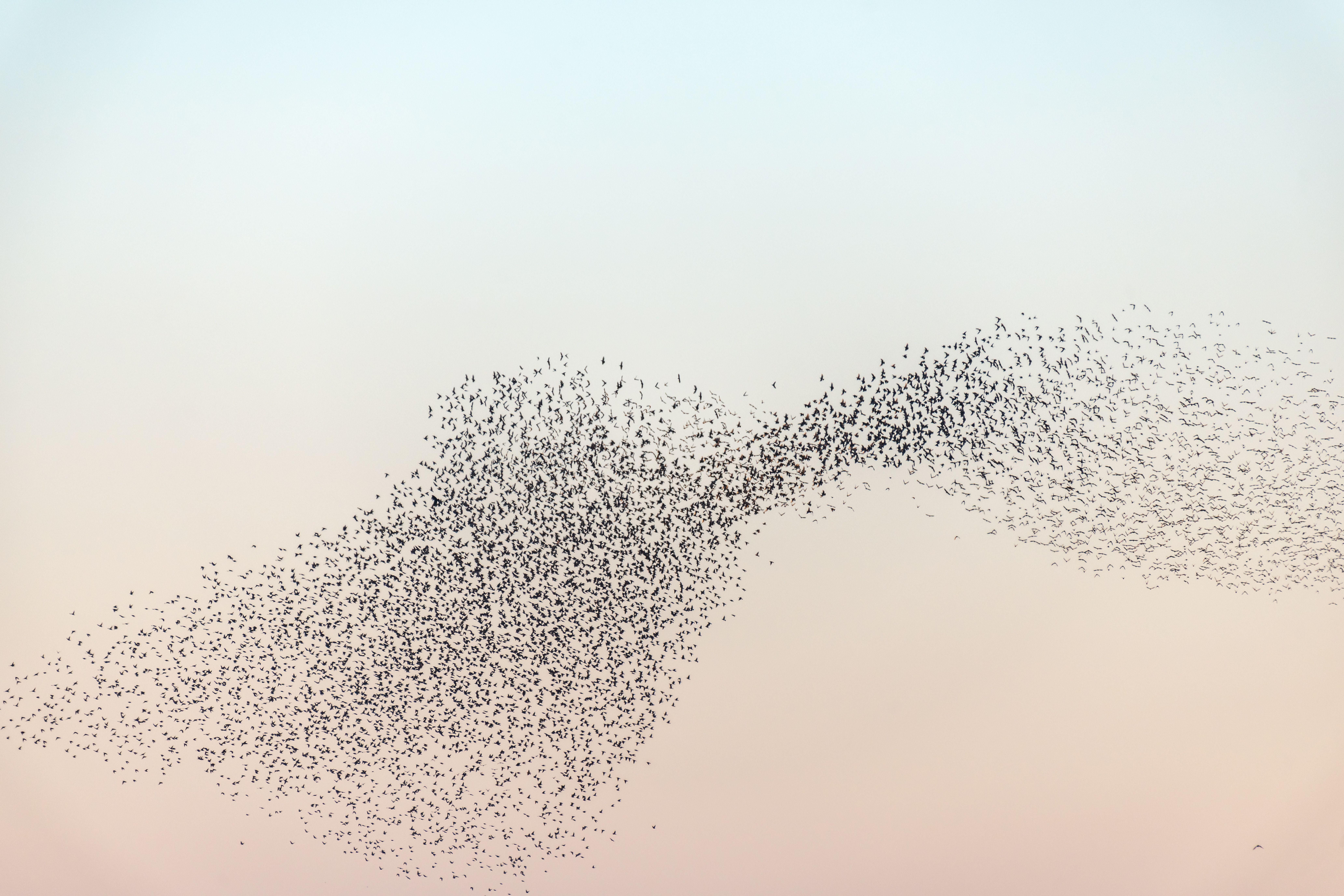 hero image of starling murmuration.  image by bios48 on stock.adobe.com
